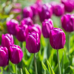 Bulbi di Tulipano Purple Rain