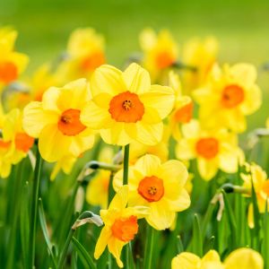 Bulbi di Narciso Fortune