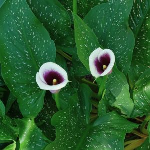 Bulbi di Calla Picasso