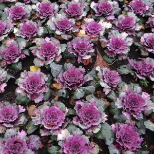 Cavolo Ornamentale | ‎ Bestprato by Hortus 