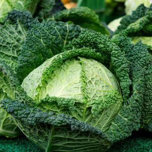 Verza di Piacenza | ‎ Bestprato by Hortus