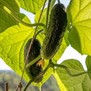 Cetriolo Vert Long Maraicher | ‎ Bestprato by Hortus