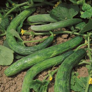 Cetriolo Tortarello Verde Scuro | ‎ Bestprato by Hortus