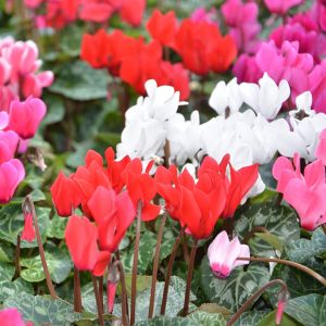 Ciclamino di Persia | ‎ Bestprato by Hortus