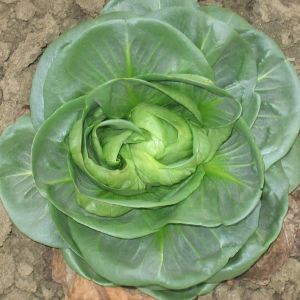 Cicoria Grumolo Verde | ‎ Bestprato by Hortus