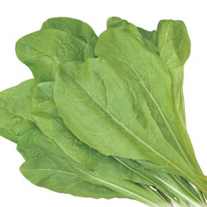 Cicoria da Taglio Bionda a Foglie Larghe | ‎ Bestprato by Hortus