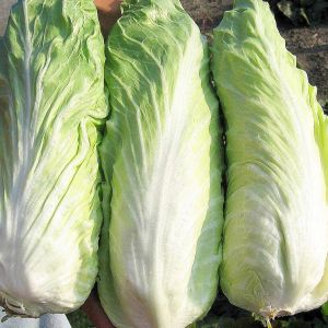 Cicoria Pan di Zucchero Biologica | ‎ Bestprato by Hortus