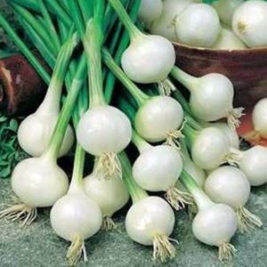 Cipolla Bianca di Barletta | ‎ Bestprato by Hortus