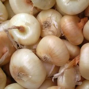 Cipolla Borettana | ‎ Bestprato by Hortus