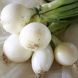 Cipolla Musona | ‎ Bestprato by Hortus