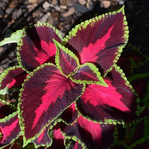 Semi di Coleus Arcobaleno (Coleus blumei)