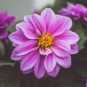 Semi di Dalia Nana in Mix (Dahlia Variabilis)