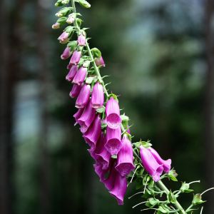 Digitale in Mix | ‎Bestprato by Hortus (Bestprato_fiori)