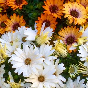 Dimorfoteca | ‎ Bestprato by Hortus