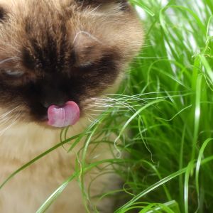 Erba Gatta | ‎ Bestprato by Hortus