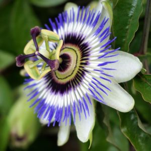 Passiflora Cerulea | ‎Bestprato by Hortus