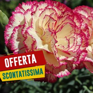 Semi di Garofano Chabaud Doppio in Mix (Dianthus caryophyllus)