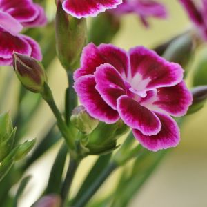 Garofano dei Poeti Semplice | ‎ Bestprato by Hortus