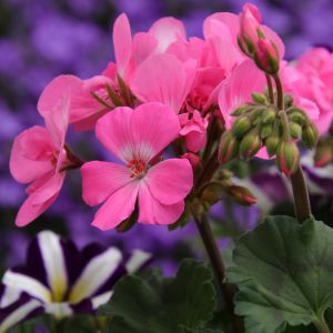 Semi di Geranio a Grandi Fiori in Mix (Pelargonium zonale)