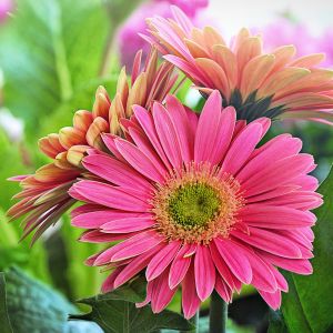 Gerbera | Bestprato by Hortus
