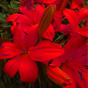 Bulbi di Giglio Asiatic Red