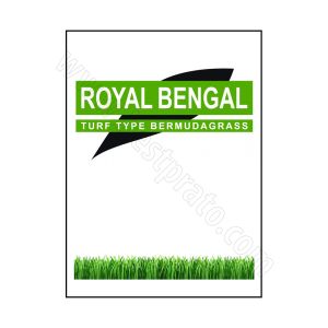 Bermudagrass Royal Bengal