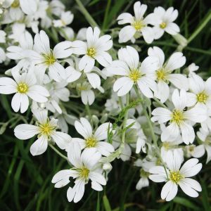 Semi di Gypsophila Bianca (Gypsophila elegans)