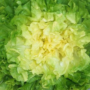 Indivia Scarola Bionda a Cuore Pieno | ‎ Bestprato by Hortus