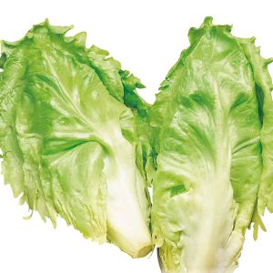 Indivia Scarola Cornetto di Bordeaux | ‎ Bestprato by Hortus