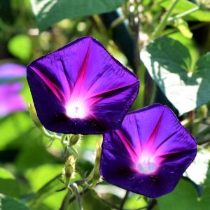 Semi di Ipomea Imperialis (Ipomea purpurea)