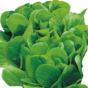 Lattuga Bionda a Foglia Liscia | ‎ Bestprato by Hortus