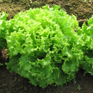 Lattuga Bionda a Foglia Riccia | ‎ Bestprato by Hortus