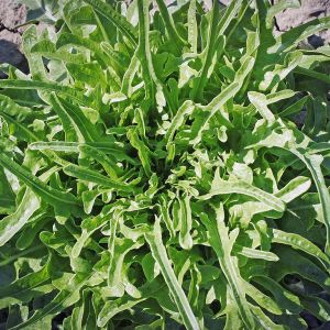 Lattuga Catalogna | ‎ Bestprato by Hortus