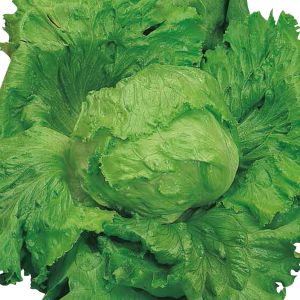 Lattuga Great Lakes | ‎ Bestprato by Hortus