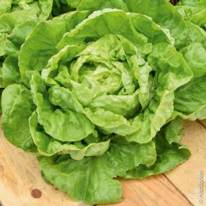 Lattuga Meraviglia d'Inverno | ‎ Bestprato by Hortus