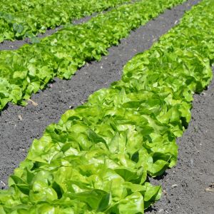 Lattuga Regina di Maggio Biologica | ‎ Bestprato by Hortus