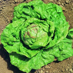 Lattuga Regina di Maggio | ‎ Bestprato by Hortus