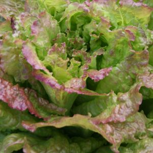 Lattuga Rossa di Trento (Ubriacona) | ‎ Bestprato by Hortus