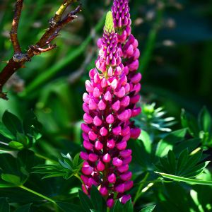 Semi di Lupino Perenne (Lupinus polyphyllus)