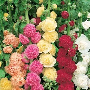 Semi di Altea o Malvone in MIx (Althea rosea)