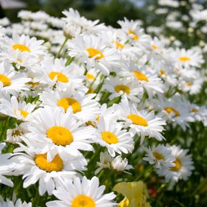 Semi di Margherita Gigante (Chrysanthenum leucanthemum)