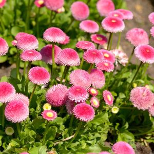 Semi di Margherita Pomponette Doppia in Mix (Bellis Perennis)