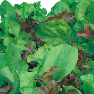 Misticanza di Lattughe Cicorie Indivie e Rucola | ‎ Bestprato by Hortus