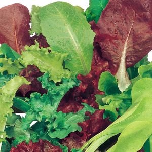 Misticanza di Indivia Cicoria Lattuga e Valeriana | ‎ Bestprato by Hortus