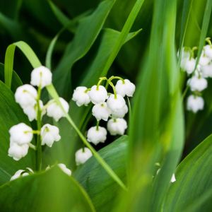 Bulbi di Convallaria Majalis