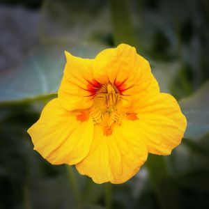 Semi di Nasturzio Nano (Tropaeolum majus)