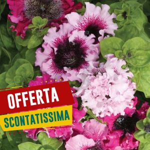Semi di Petunia Superbissima in Mix (Petunia hybrida)