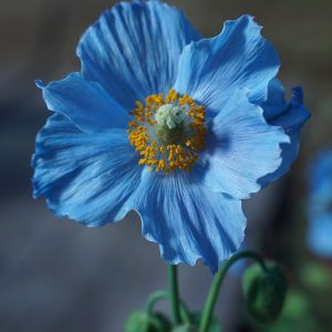 Semi di Papavero da Campo (Papaver rhoeas)