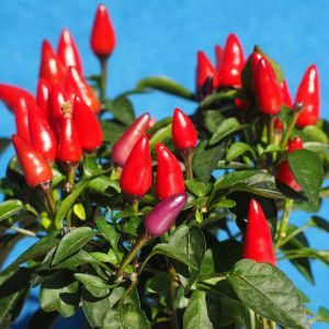 Peperoncino Ornamentale | ‎ Bestprato by Hortus