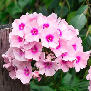 Phlox | Bestprato by Hortus